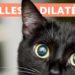 Pourquoi les chats ont les pupilles dilatées ?