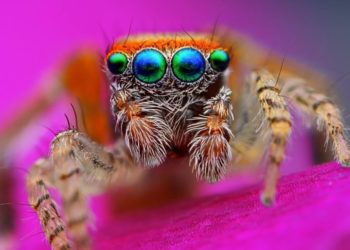 Quel est l'animal qui a les plus beaux yeux ?