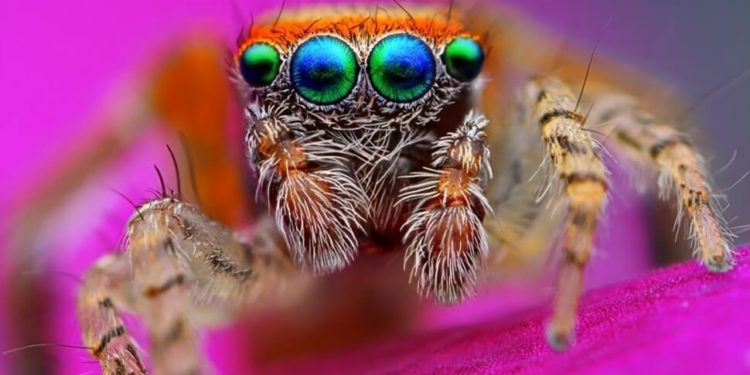 Quel est l'animal qui a les plus beaux yeux ?