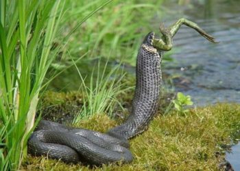 Quel est l'animal qui tue les serpents ?