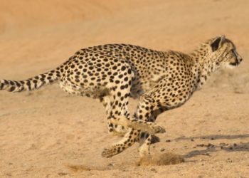 Quel animal accouche le plus vite ?