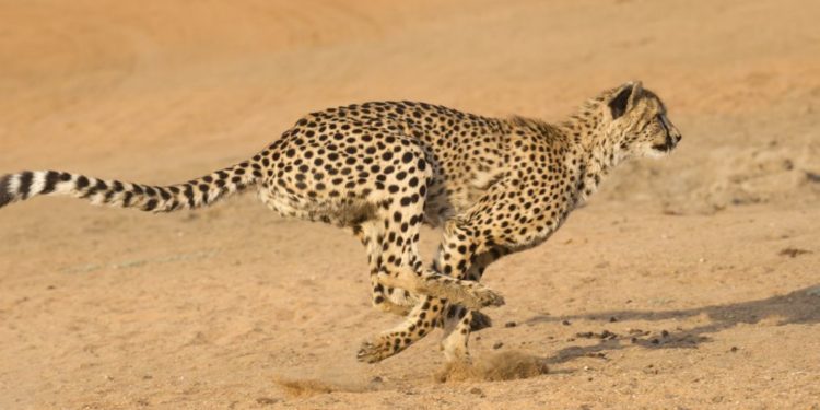 Quel animal accouche le plus vite ?