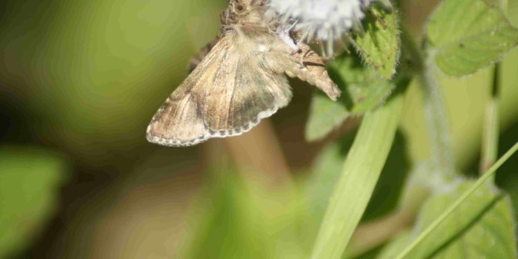 Quel animal reste le plus longtemps enceinte ?