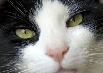 Pourquoi les animaux ont les yeux noirs ?