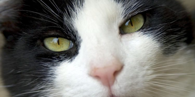 Pourquoi les animaux ont les yeux noirs ?