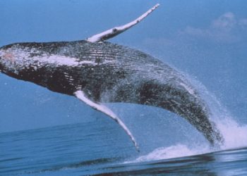 Comment se reproduit la baleine bleu ?