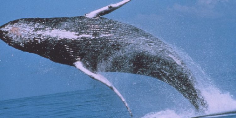 Comment se reproduit la baleine bleu ?