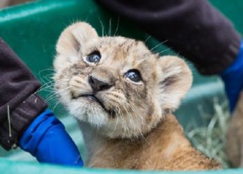 Quel animal fait le plus de bébé ?