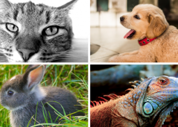 Quel animal de compagnie petit appartement ?