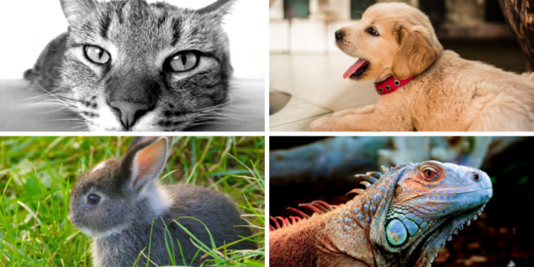 Quel animal de compagnie petit appartement ?