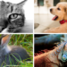 Quel animal de compagnie petit appartement ?