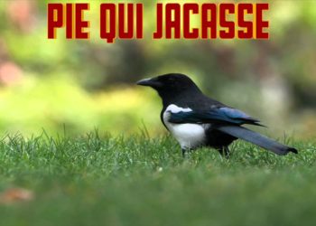 Quel animal qui jacasse ?