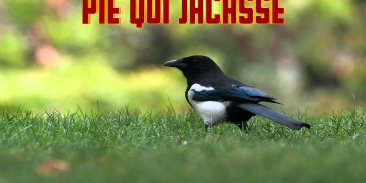 Quel animal qui jacasse ?