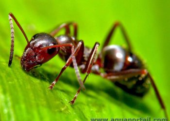 Quel est le cri de la fourmi ?