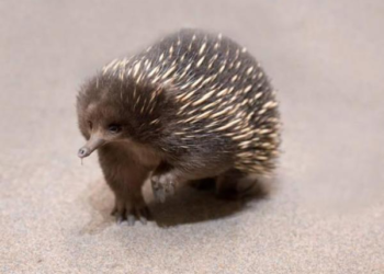 Quels animaux sont des mammifères ?