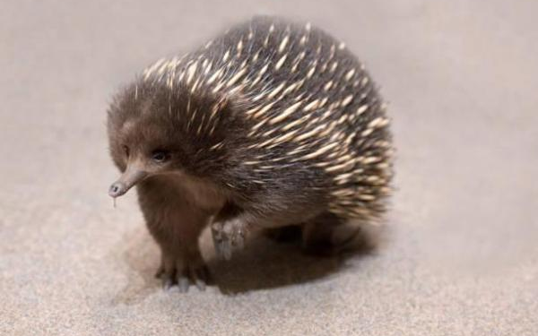 Quels animaux sont des mammifères ?