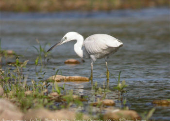 Quelle couleur commence par un T ?
