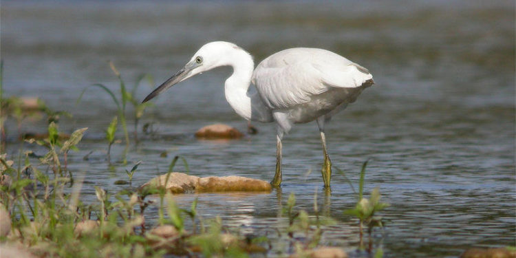 Quelle couleur commence par un T ?