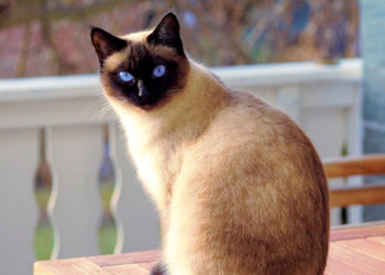 Quel animal finit par à ?