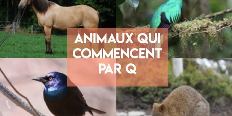 Quel animal commence par un Q ?