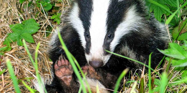 Quel animal commence par J ?