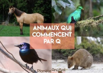 Quel animal commence par Q ?