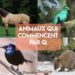 Quel animal commence par Q ?
