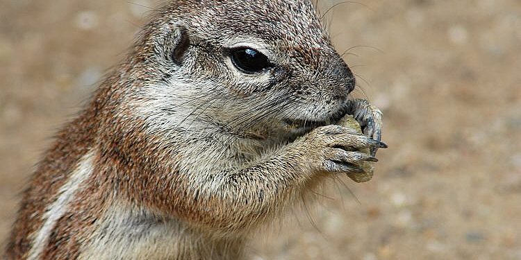 Quel animal commence par la lettre Q ?
