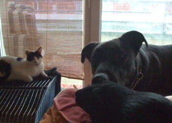 Quel âge Peut-on avoir un chien ?