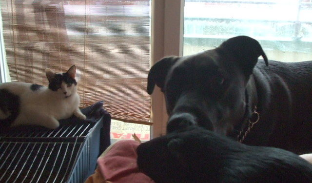 Quel âge Peut-on avoir un chien ?