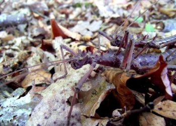 Est-ce qu'un hermaphrodites peuvent se reproduire seul ?