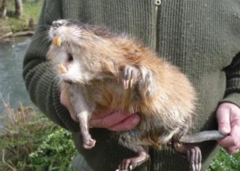 Qui peut attraper la leptospirose ?