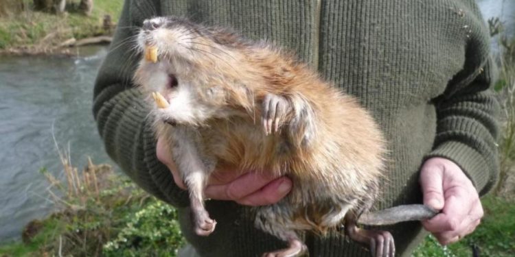 Qui peut attraper la leptospirose ?