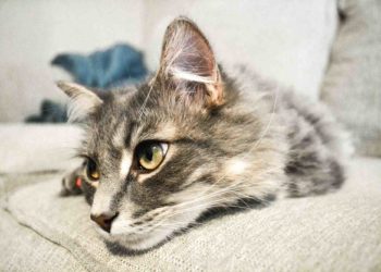 Quel animal de compagnie est le plus calin ?