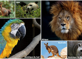 Quel continent a le plus d'animaux ?