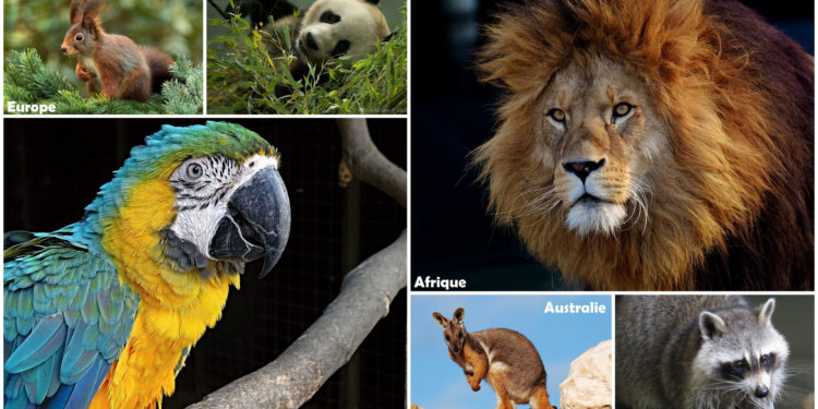 Quel continent a le plus d'animaux ?