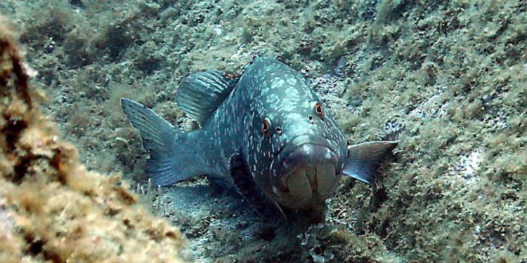 Quel animal naît femelle et devient mâle ?