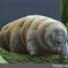 Quel animal est le plus bête au monde ?