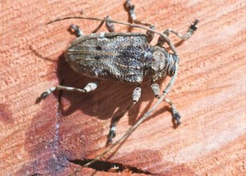 Quel animal fait du bruit la nuit ?