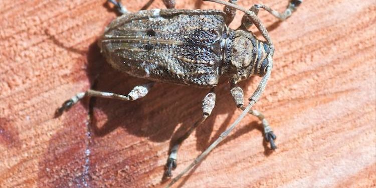 Quel animal fait du bruit la nuit ?