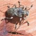 Quel animal fait du bruit la nuit ?