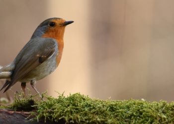 Quel oiseau crie la nuit ?