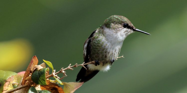 Quel est l'oiseau le plus fidèle ?