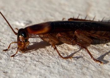 Quel animal tue les cafards ?