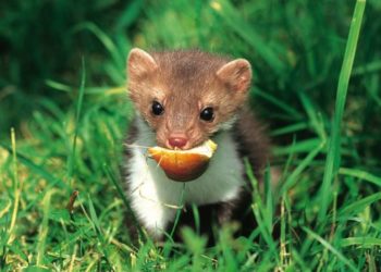 Quand naissent les petits de La martre ?