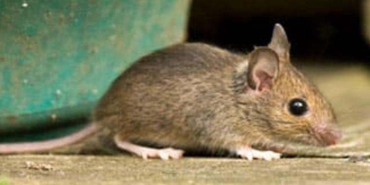 Quelle odeur fait fuir les martres ?