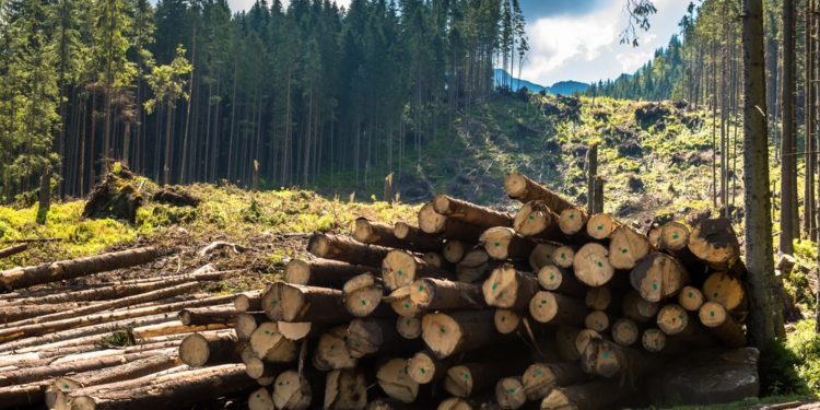 Qu'est-ce qui mange le bois ?
