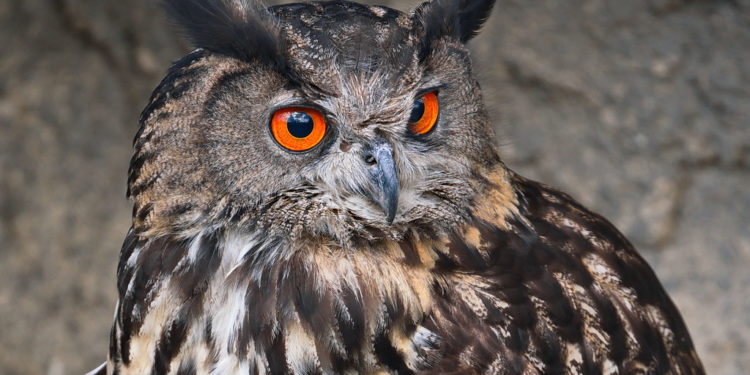 Quel est le cri du Grand-duc ?