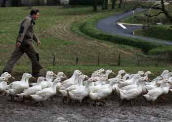 Quel est le seul animal qui a 4 genoux ?
