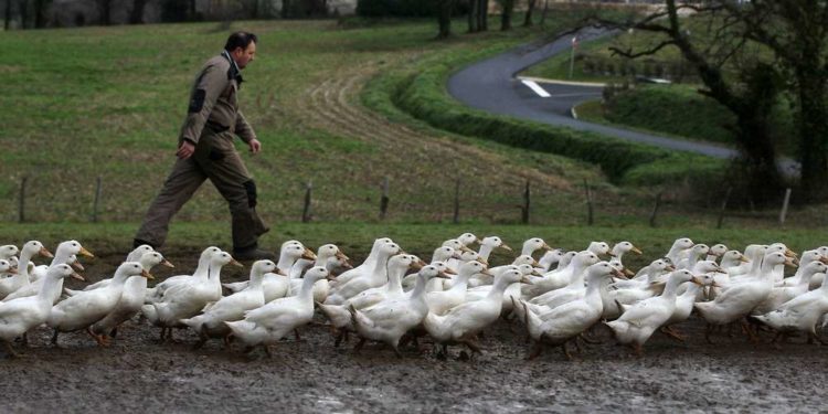 Quel est le seul animal qui a 4 genoux ?